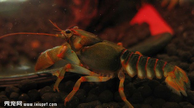 manningaoxia4