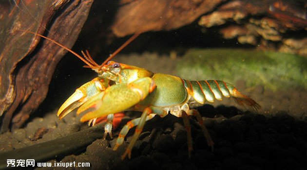 manningaoxia3