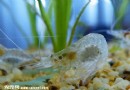 秀麗白蝦尺寸