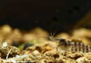 斑馬蝦飼養方式