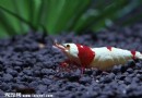 鑽石蝦飼養方法