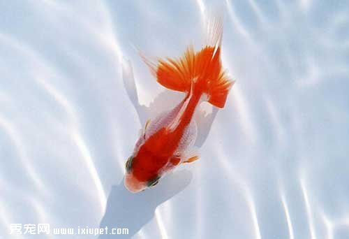 金魚的飼養方法有哪些?