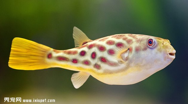 潛水艇魚3