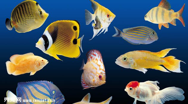 熱帶魚圖片欣賞1