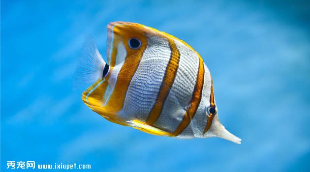 熱帶魚圖片欣賞2