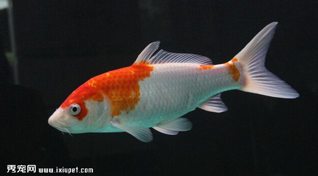 錦鯉魚2