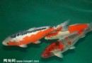 錦鯉魚的飼養方法有哪些？