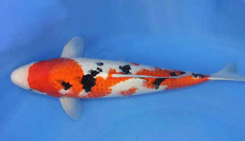鳴海淺黃秋翠錦鯉魚飼養_繁殖_特征_價格介紹【圖】