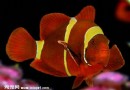 透紅小丑魚的飼養方法|生活習性
