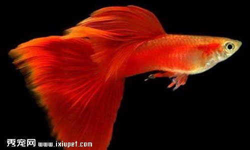 寬鳍紅水泡魚飼養方法_特征_習性_價格【圖】