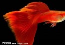 寬鳍紅水泡魚飼養方法