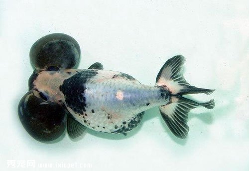 黑白水泡魚飼養_圖片_特征_價格介紹【圖】
