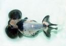 黑白水泡魚飼養