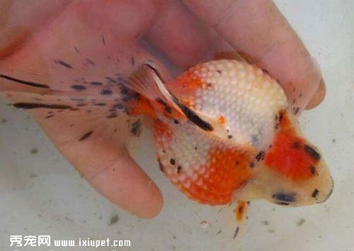 紅頂黑珍珠魚飼養_圖片_特征_價格介紹【圖】