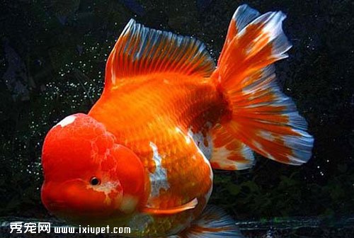 紅白獅魚飼養方法_習性_特征_價格【圖】