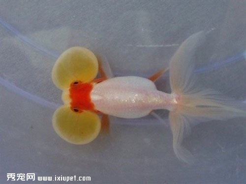 紫藍花水泡魚的特征|習性|飼養|價格介紹【圖】