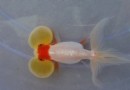 紫藍花水泡魚的特征|習性|飼養|價格介紹 