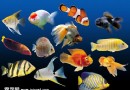 熱帶魚品種繁多如何選購？