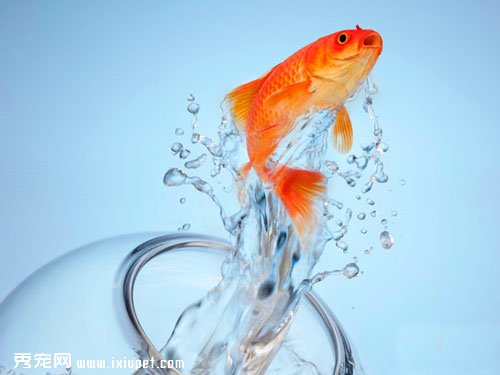 養魚要用鹽 魚缸加鹽有什麼用？