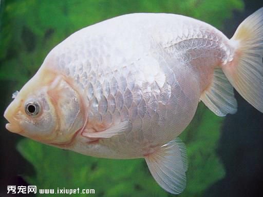 南京金魚