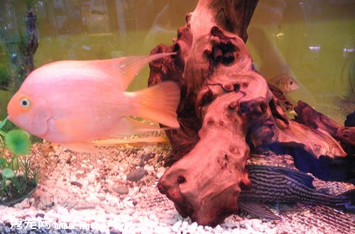 第一次養孔雀魚就上手?那可不一定!