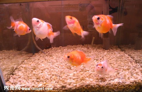 小缸適合養魚嗎?
