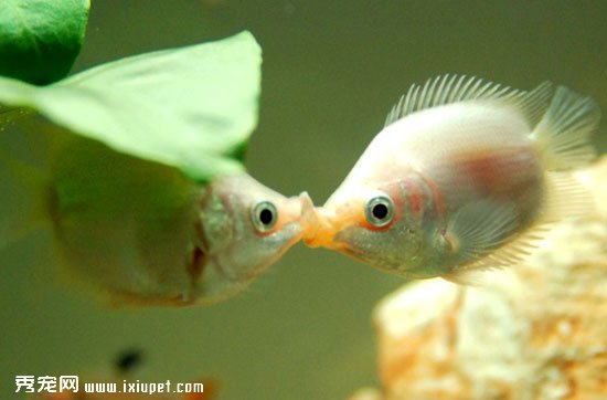 接吻魚吃什麼以及接吻魚怎麼養才好