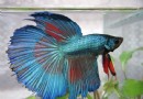 飼養斗魚的方法經驗分享