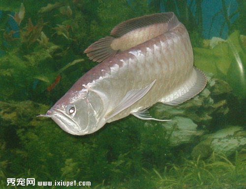 銀龍魚餌料喂養有哪些要注意的?