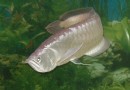 銀龍魚餌料喂養有哪些要注意的?