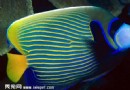 辦公室養魚風水上面有哪些講究？