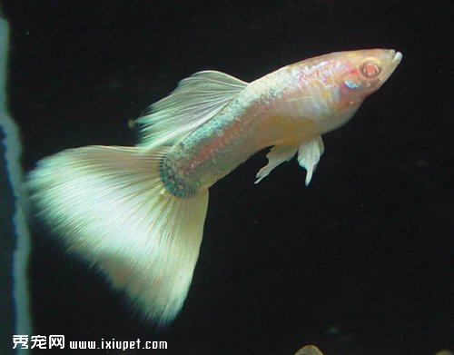 孔雀魚的飼養環境是怎樣的？