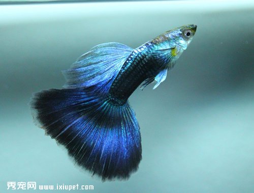 新手來飼養孔雀魚，該如何飼養?