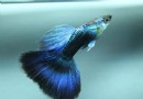 新手來飼養孔雀魚，該如何飼養?