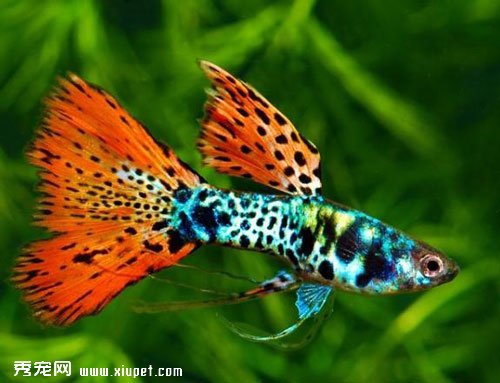 孔雀魚的品種知識簡單介紹