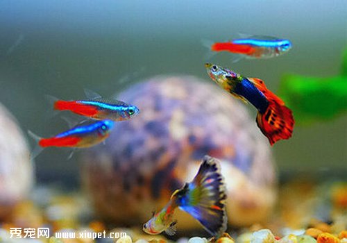 飼養孔雀魚的過程中要配備哪些設備及作用？