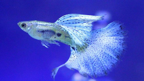 孔雀魚飼養中如何讓它與水草共存？