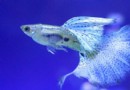 孔雀魚飼養中如何讓它與水草共存？