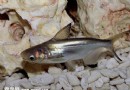 成吉思汗魚該如何飼養？