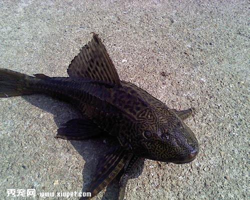 水族飼養用品的名詞解釋