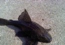 水族飼養用品的名詞解釋