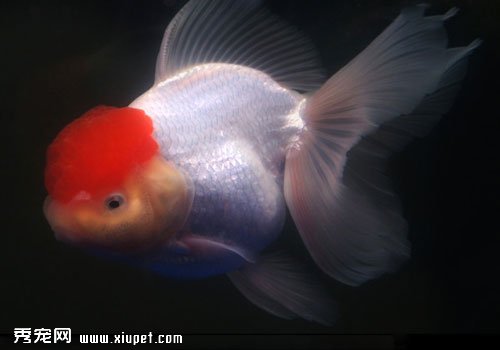 鶴頂紅金魚品種簡介及外形特點