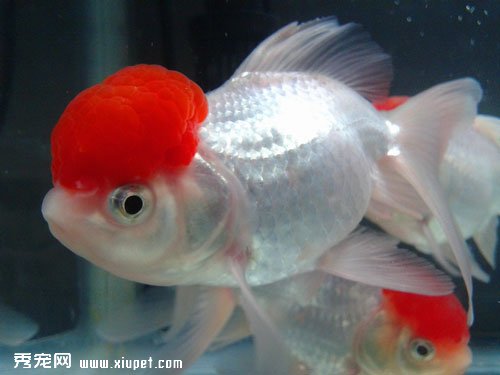 鶴頂紅金魚的飼養要點及生活環境