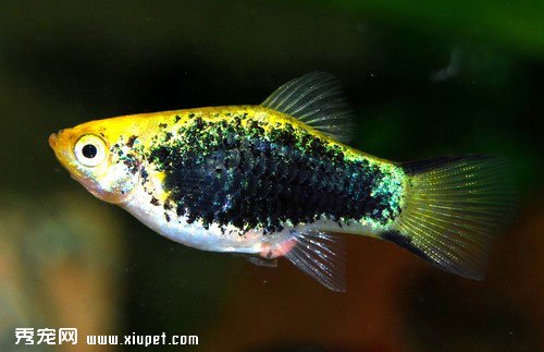 月光魚外形特征及飼養要點
