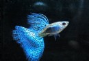 孔雀魚的飼養有那些要點？