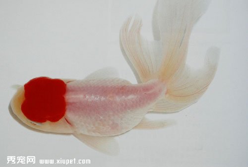 金魚飼養用什麼水草比較好？