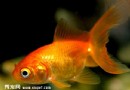 金魚尾巴的審定方式