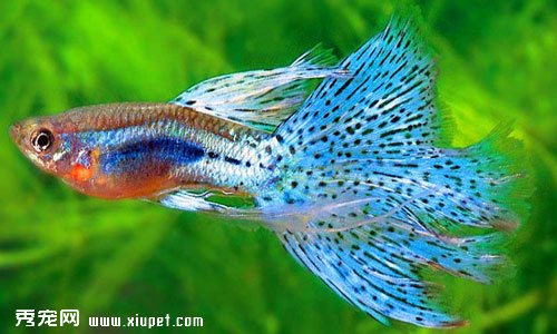 【孔雀魚難產】孔雀魚難產時的處理方法