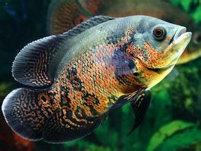 【地圖魚怎麼養】地圖魚的飼養方法