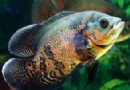  地圖魚的飼養方法